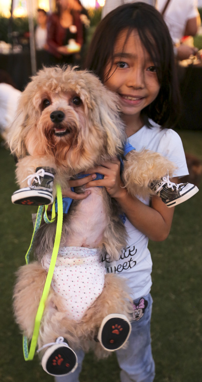 Nicky, a 2-year-old Yorkshire Terrier, with Rebecca Chu
