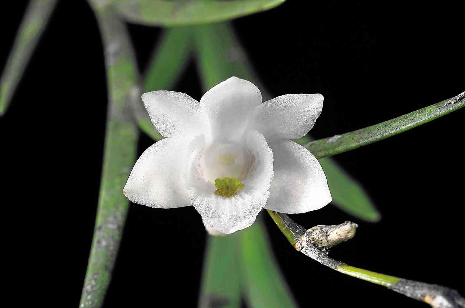 RARE BREED  This new orchid named “Dendrobium lydiae” was taken in Bukidnon. Five new orchid species have been discovered in increasingly denuded Philippine mountains, highlighting the need to protect forests in one of the world’s most biologically diverse countries, conservatives said on Friday. AFP