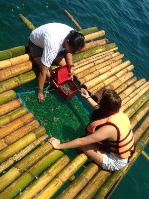 Jessy Mendiola planting reefs on a tile. VAUGHN ALVIAR