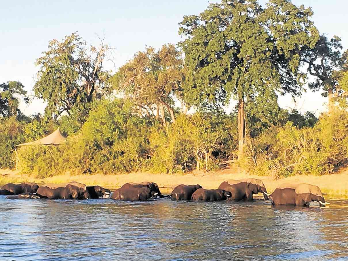 RUSH HOUR. Two photos show the herd crossing the Linyanti river. Leading it are the two-colored Bostwanan elephants, their dark and light shades very visible.