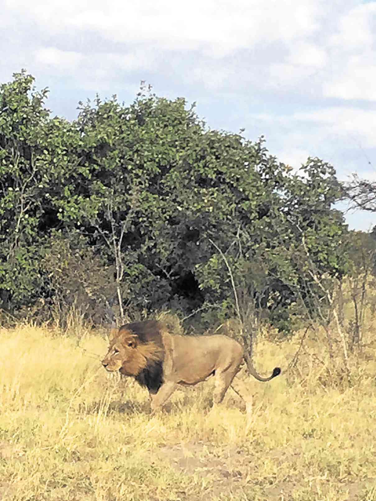 “LION King” in the Botswana bush