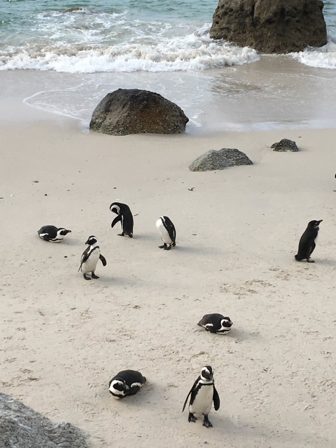 DENIZENS. Penguins on Boulders Beach