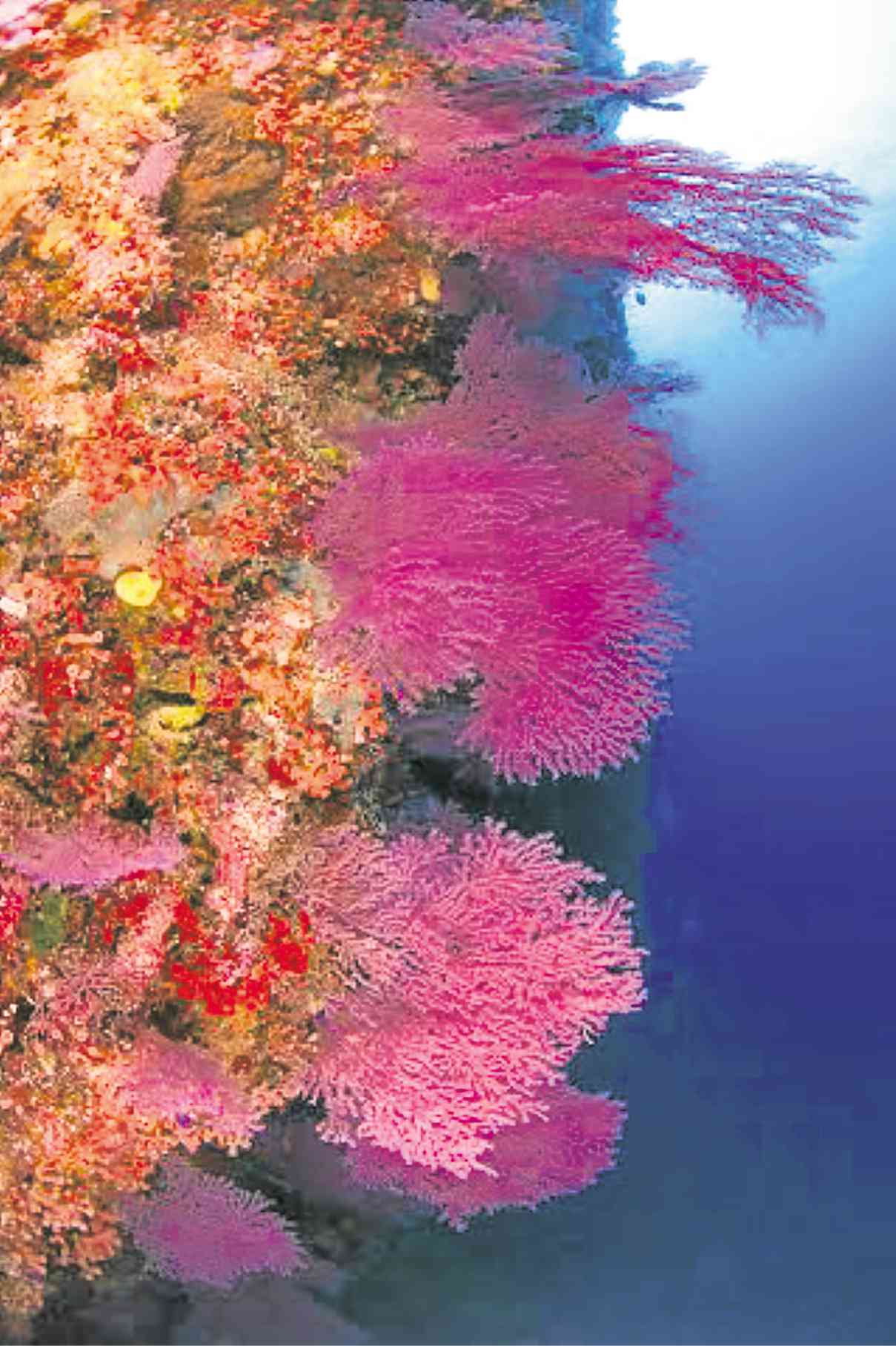 HUGE, colorful sea fans thrive in Tubbataha’s rich waters. BETHWATSON