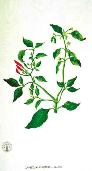 The “sili” plant is still called by its original name, “lara,” in Pampanga.