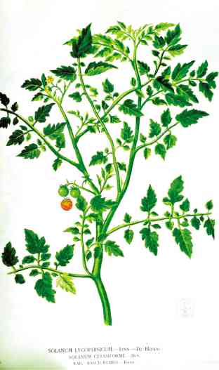TOMATO fruits in Blanco’s time were less than half an inch in diameter.