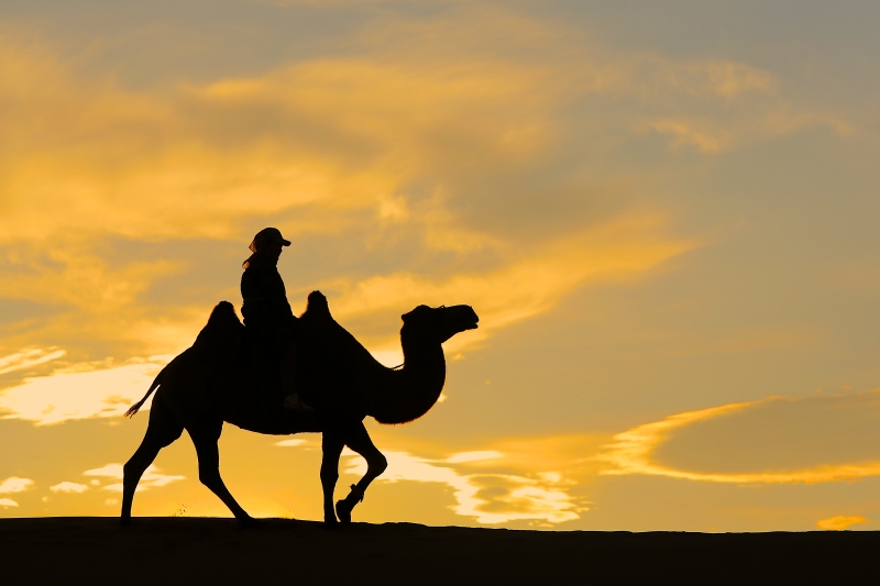Stark silhouette of a man and camel against a Mongolian sunset