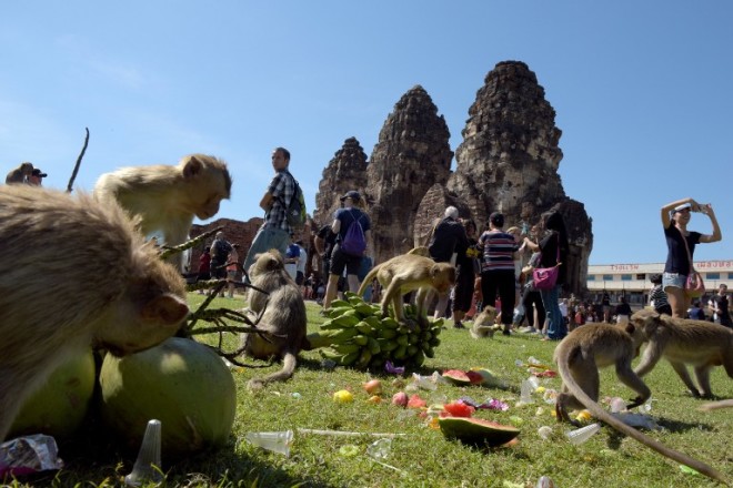 Monkeys eat fruit at an ancient temple during the annual "monkey buffet" in Lopburi province, north of Bangkok on November 27, 2016.  It is a feast fit for a monkey king. On November 27 the central Thai town of Lopburi put on a five-star banquet for its hundreds of macaque inhabitants, sparking a mass simian food fight. / AFP PHOTO / TANG CHHIN Sothy