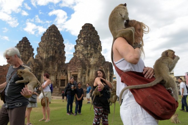 Monkeys jump up onto tourists at an ancient temple during the annual "monkey buffet" in Lopburi province, north of Bangkok on November 27, 2016.  It is a feast fit for a monkey king. On November 27 the central Thai town of Lopburi put on a five-star banquet for its hundreds of macaque inhabitants, sparking a mass simian food fight. / AFP PHOTO / TANG CHHIN Sothy