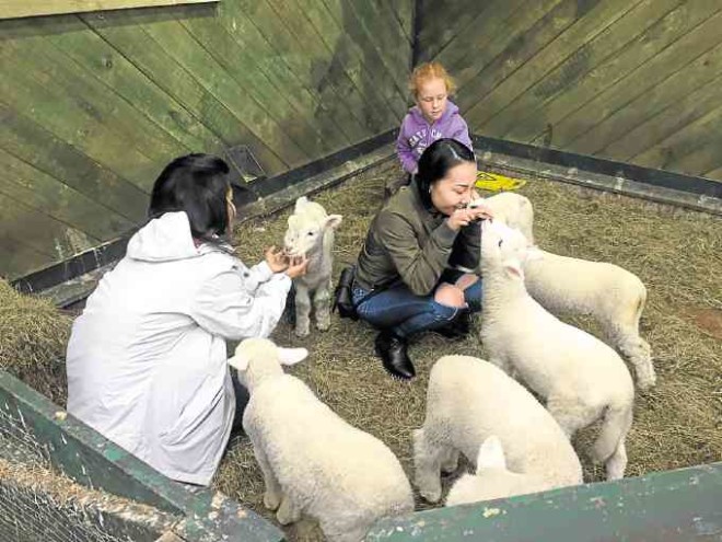 Visitors playing with lambs at the Agrodome in Rotorua