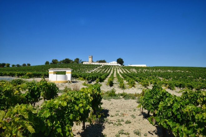 Emperador’s vineyard in Jerez.