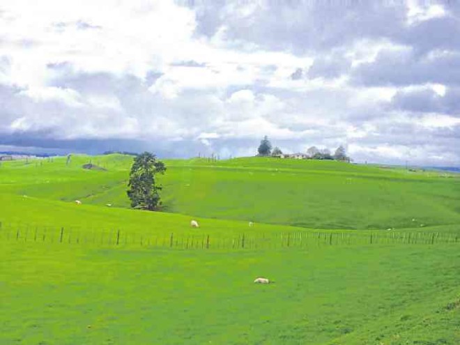 Sheep outnumber humans in New Zealand. The landscape is dottedwith the farm animals grazing on endless expanse of lush, verdant pasture, like in Alexander farm in Matamata (above), location of the Hobbiton film set.