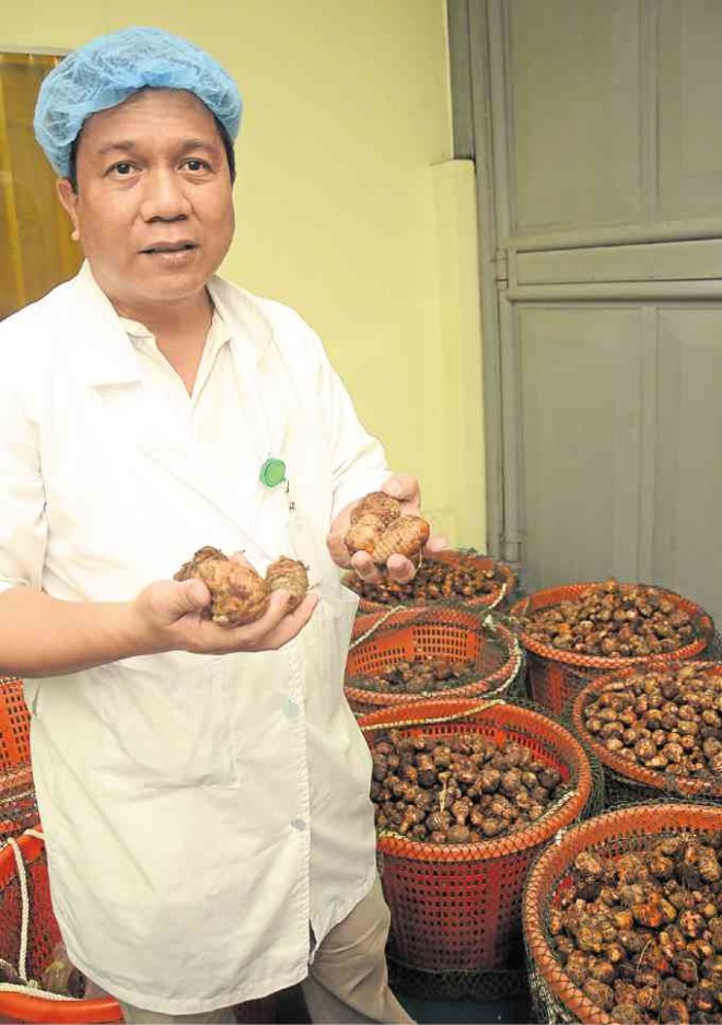 Philip Cruz of Herbanext Laboratories holding turmeric rhizomes used in their ingredient manufacturing facility