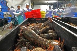 Lobsters at Sea Hag Seafood plant in St George in Maine - 20 june 2014