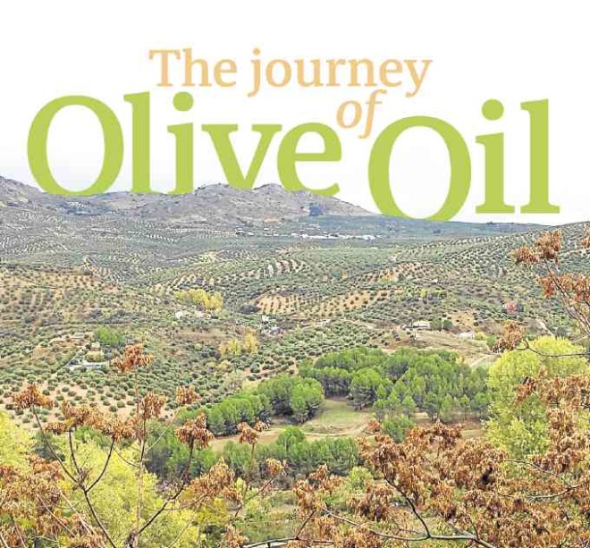 Olive groves on the hills of Priego de Cordoba in Andalusia, Spain