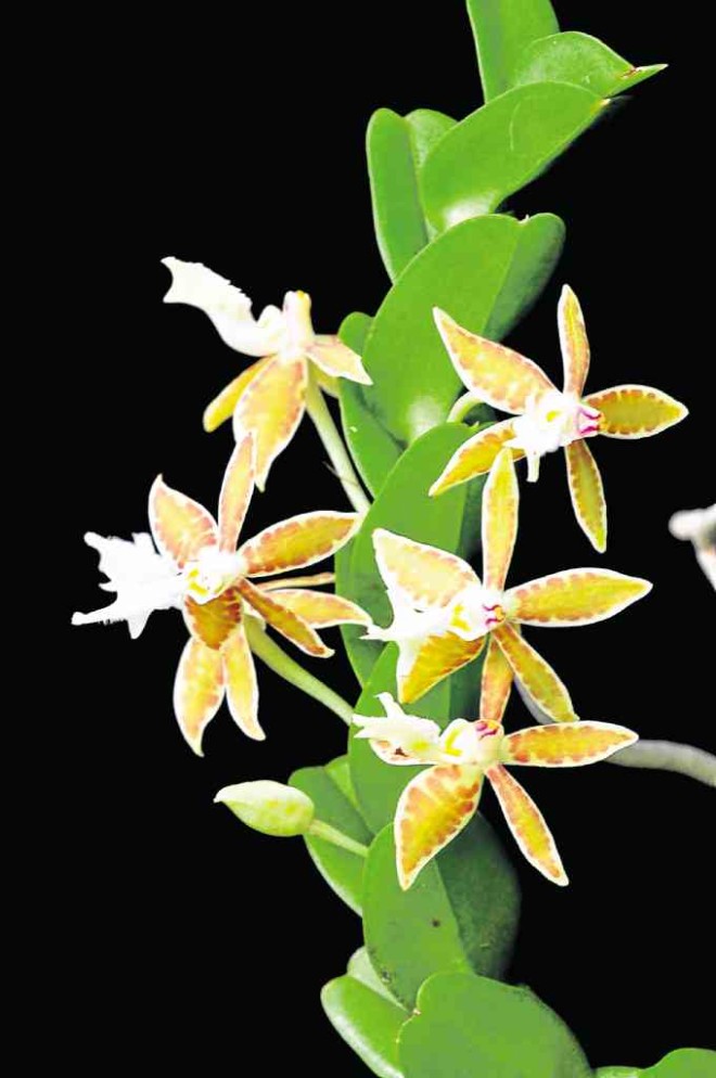 Philippine orchid