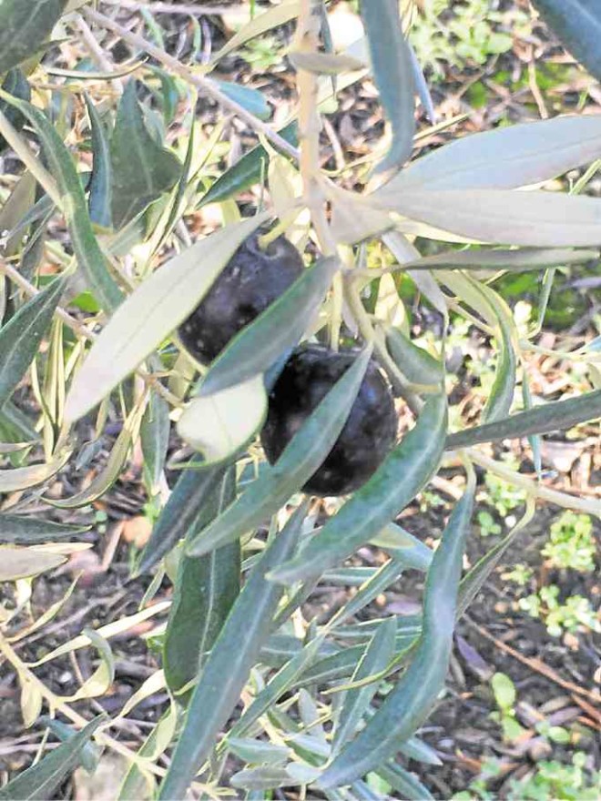 An olive ripens from green to black on the tree.