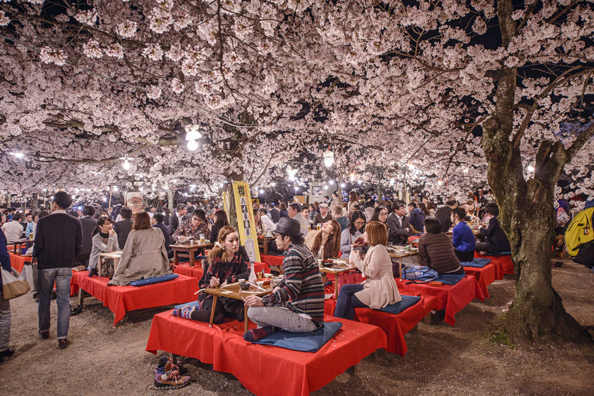 Japan cherry blossom sakura kyoto
