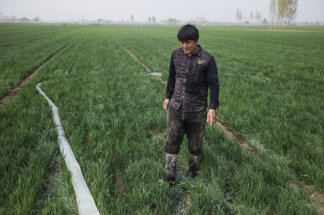 A farmer works in his field in Anxin, in China's Hebei province, on April 5, 2017. China will create a new special economic zone outside Beijing similar to those established in Shenzhen and Shanghai, the government said, in a bid to boost flagging growth and reduce the strain on the capital. / AFP PHOTO / FRED DUFOUR