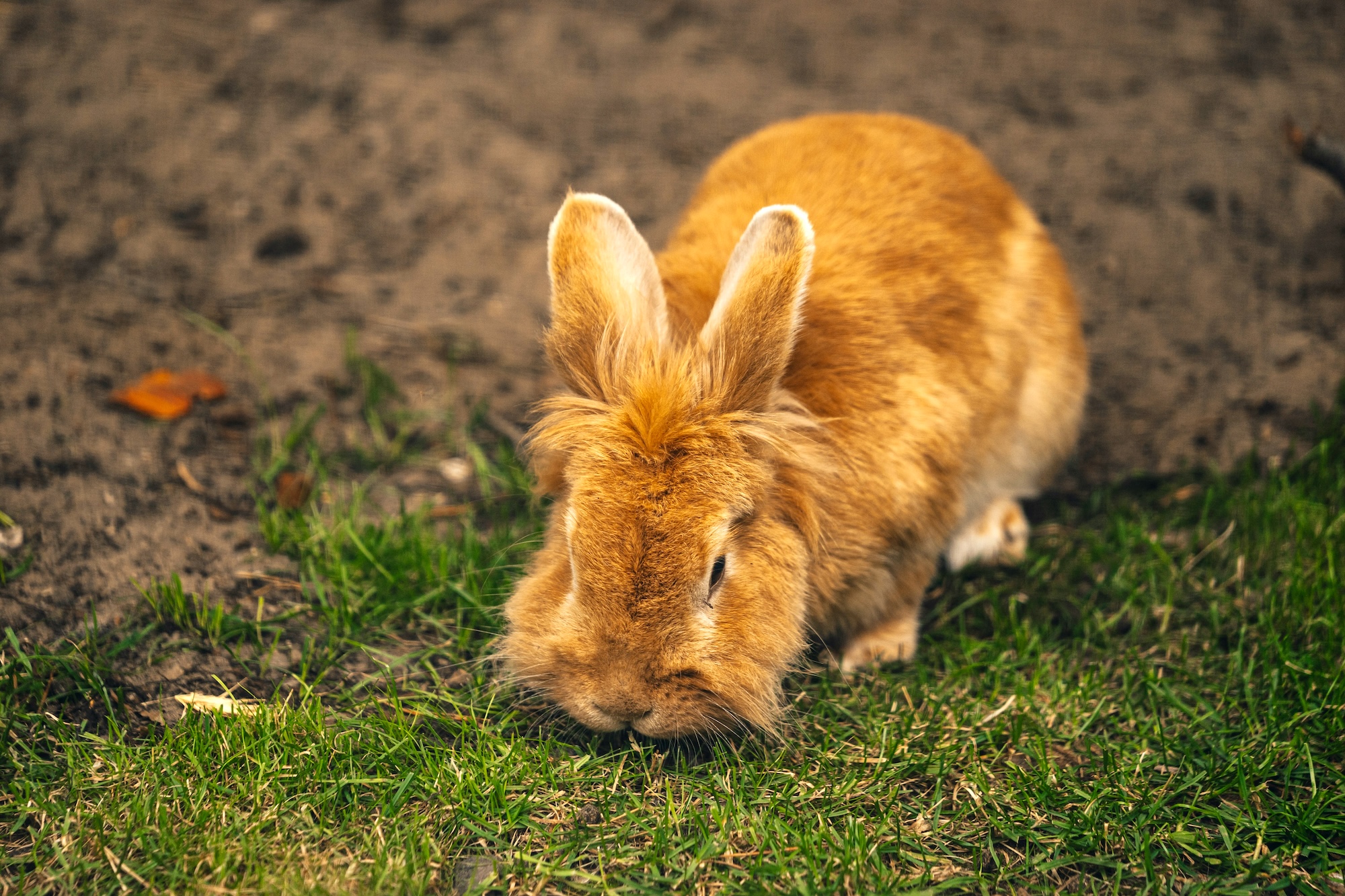 Cruelty-free beauty products are actually better for you, and here’s why