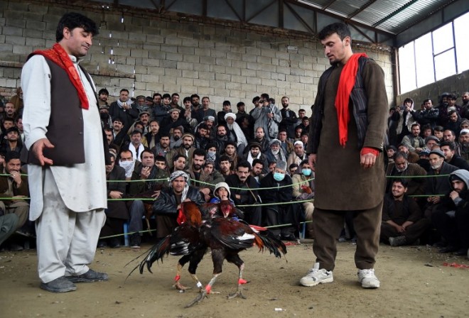 In this photograph taken on February 24, 2017, Afghan men watch roosters spar in a fighting ring on the outskirts of Kabul. A boisterous roar sweeps through the crowd as a pair of roosters spar in a sandy pit, their spurs kicking, wings flapping and beaks pecking. / AFP PHOTO / WAKIL KOHSAR / TO GO WITH AFP STORY Afghanistan-unrest-roosters-sport,FEATURE by Anuj Chopra