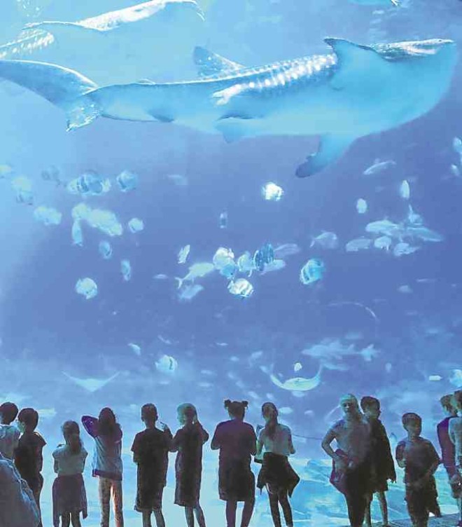 Whale sharks and various aquatic creatures at GeorgiaAquarium