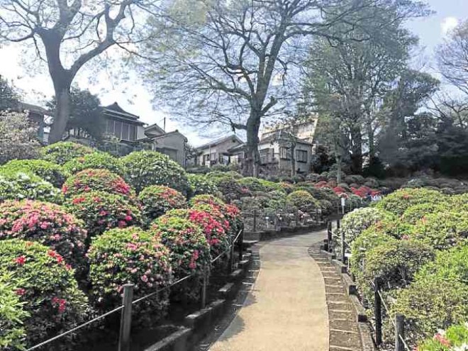 Visitors at Nezu Shrine can wander up and down the garden’s cemented paths.