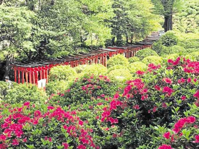 The azalea garden at Nezu Shrine overlooks a row of red torii Shinto gates.—PHOTOS BY RAOUL J. CHEE KEE