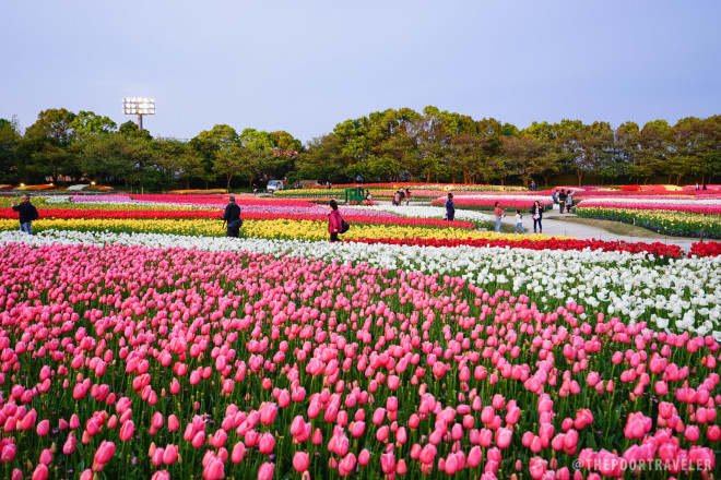 Tulip fields at Nabana no Sato flower park, which  also has an enchanting light show at night, and a tunnel of lights.--ALL PHOTOS BY VINS CARLOS