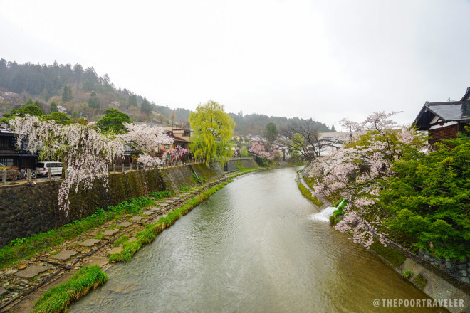 The highland city of Takayama, afire with sakura blooms on their last days in late April