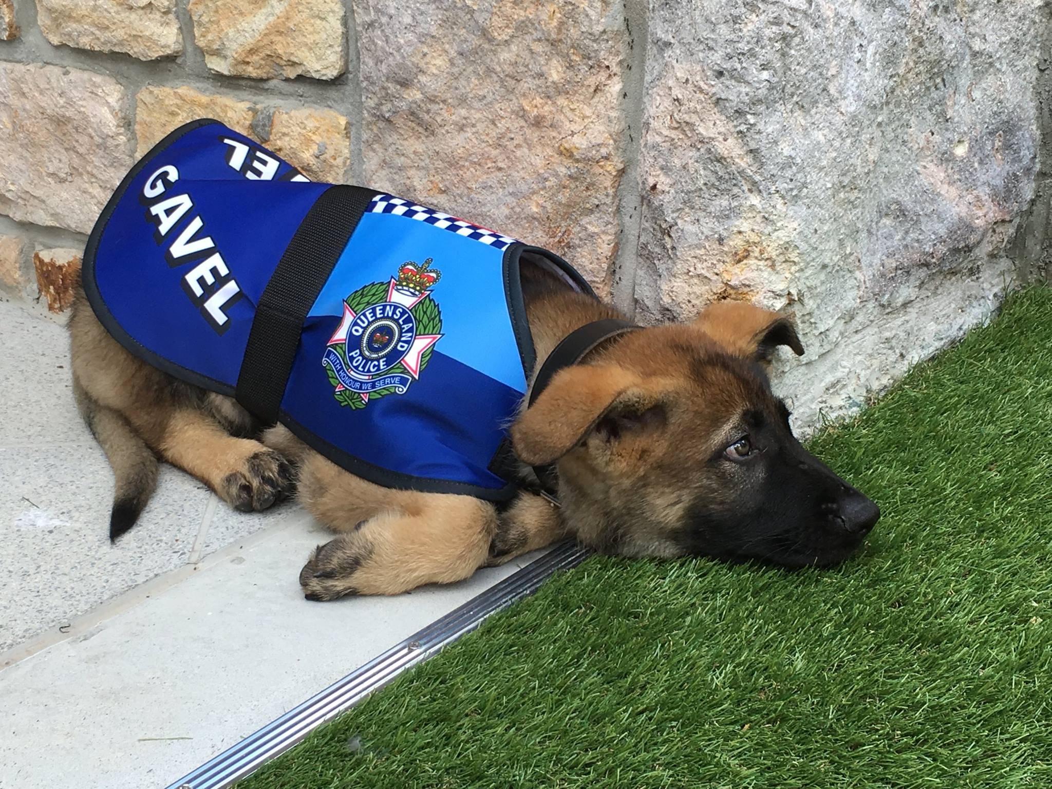 Gavel, K9, police dog, vice-regal dog