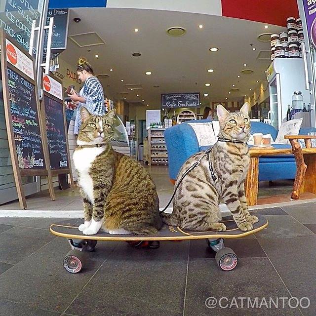 skateboard, cats, didga, boomer, catmantoo