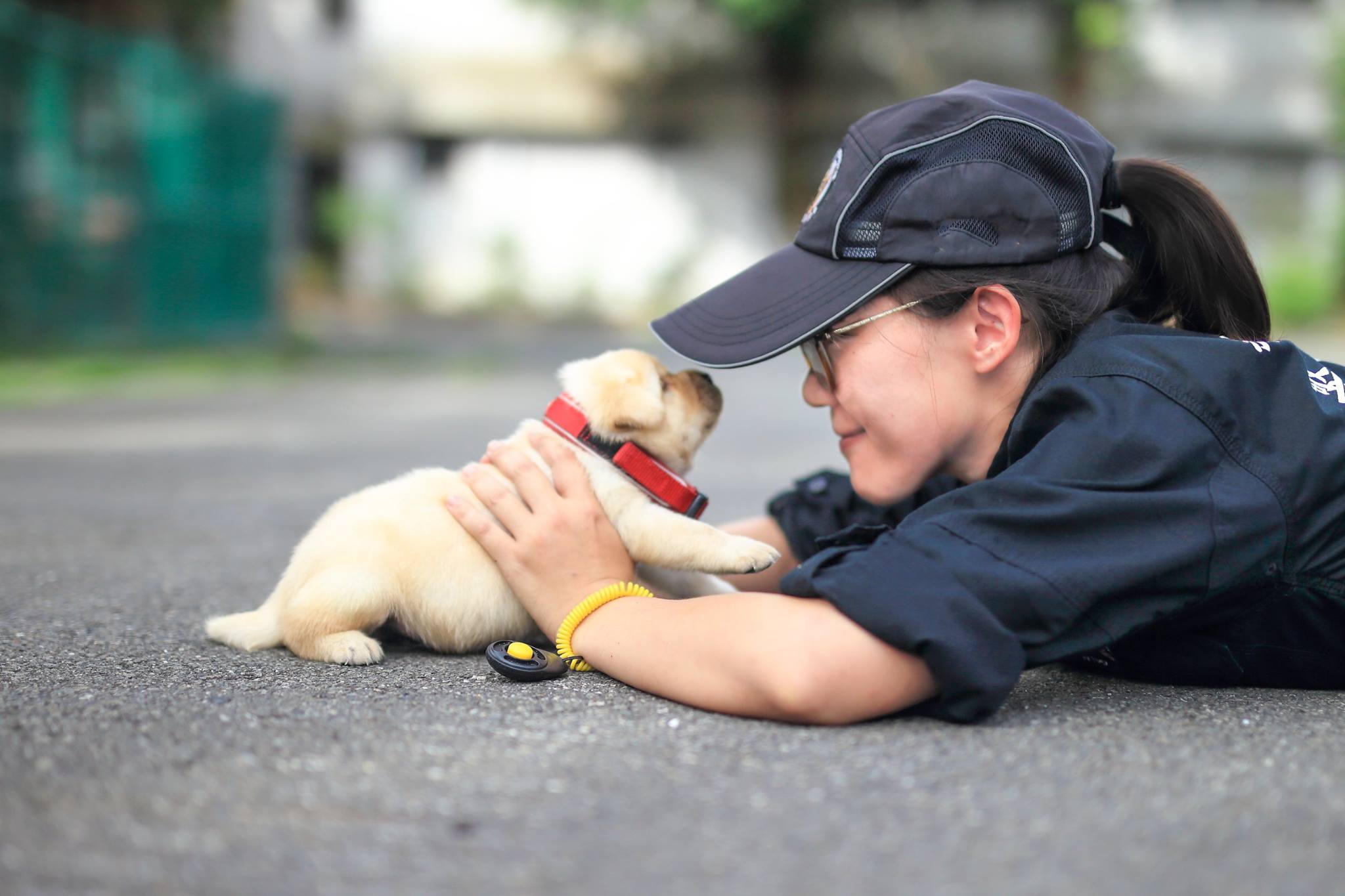 dogs, k-9 unit, taiwan police, labrador
