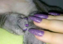 Pet nail polish, cats, pets