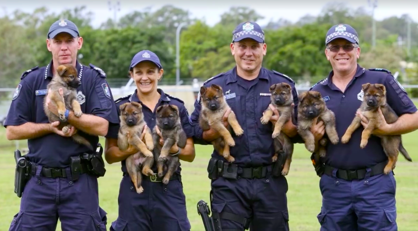 Queensland police, K-9, police dogs