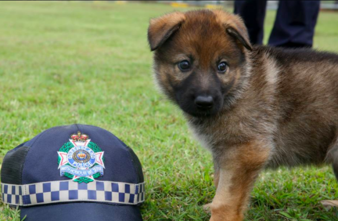 WATCH: Queensland police reveals netizen-given names of K-9 puppies ...