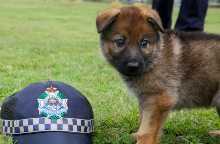 Queensland police, K-9, police dogs