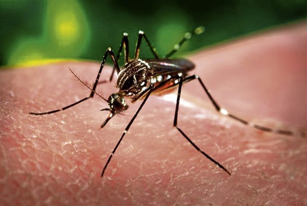 Dengue-mosquito-aedes-aegypti-1