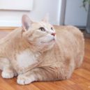 Bronson, fat cat