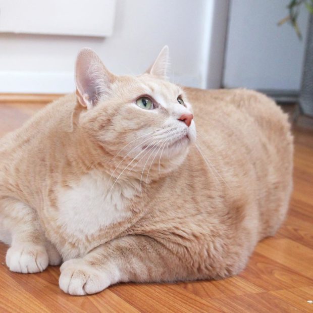 15-kilo fat cat goes on strict diet after adoption | Lifestyle.INQ