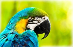 macaw, parrot