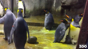 penguins, gay penguins