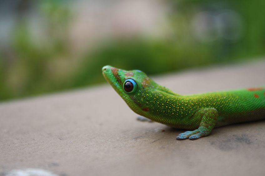 Hawaii gecko
