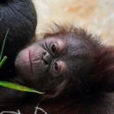 baby orangutan, Java