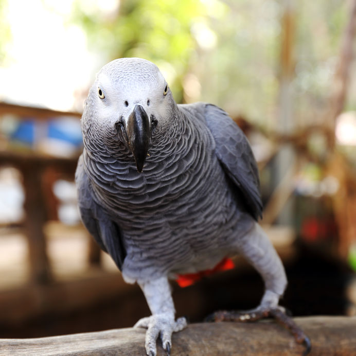 gray parrot, african gray parrot, parrot