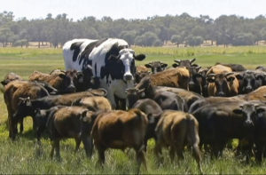 Australia Huge Steer Knickers