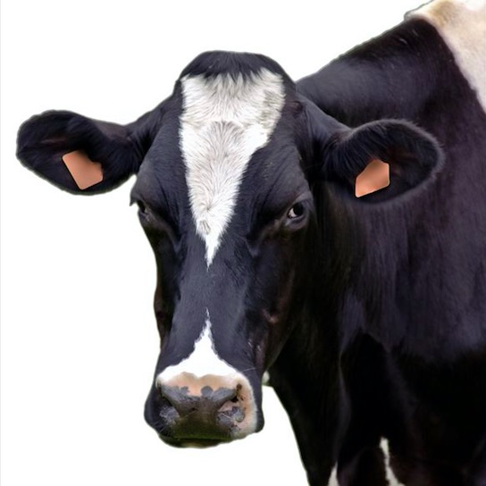 black white cattle, cow