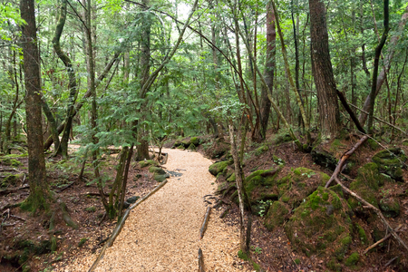 Aokigahara forest Japan