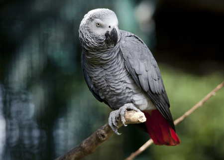 gray parrot, african gray parrot, parrot
