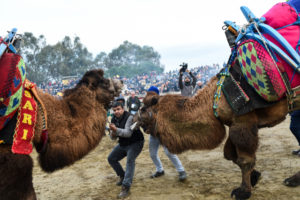 camel wrestling, camels, turkey