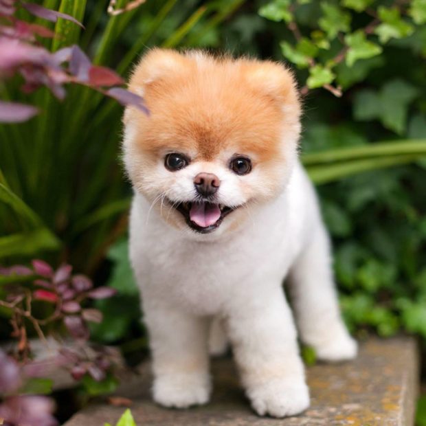 'World's cutest dog' Boo dies | Lifestyle.INQ